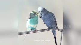 Newsflare Edit - Two budgies having a chat