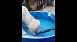 Puppy sees hose pipe for the first time LOL