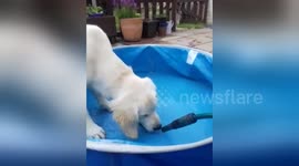 Newsflare Edit - Puppy sees hose pipe for the first time LOL