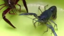 Rare blue-coloured crayfish spotted in southern China