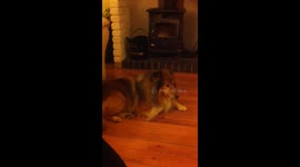 Singing dog to eastenders