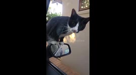 My cat's daily greeting when I get home