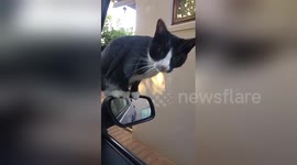 Newsflare Edit - My cat's daily greeting when I get home