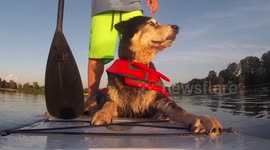 Dog goes paddle boarding with her owner