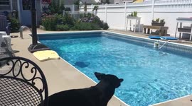 Dog:
