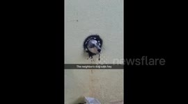 Neighbour's dog pokes head through hole in wall