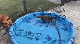 Baby raccoon plays in paddling pool