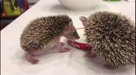 Baby hedgehogs rescued in Irbil, Iraq