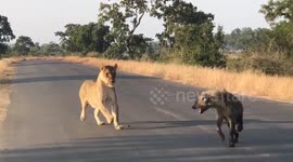 Lioness ambushes hyena in Kruger National Park