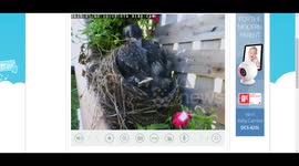 11 day old robin chicks @ feeding & spreading their wings