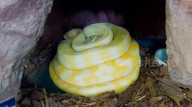Snake eggs hatching