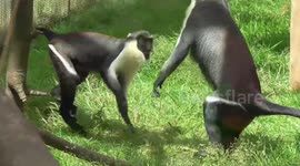 This monkey youngster has far too much energy