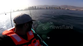 Kayaker has close encounter with massive moonfish