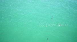White-Sided Dolphins  Fish Hunting.