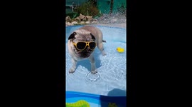 This pug definitely knows how to deal with a heatwave