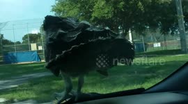 Large bird of prey won't get off woman's windscreen