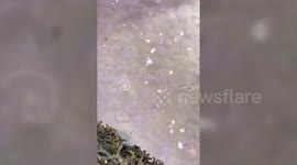 Thousands of jelly fish arrive in Britain