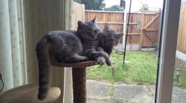 Two-headed cat?
