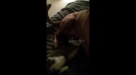 Kitten nursing on our dog