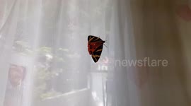 Butterfly in Home Southall UK