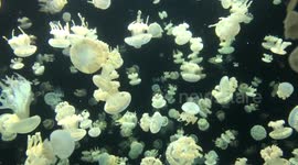 Mesmerising jellyfish display at the Vancouver aquarium