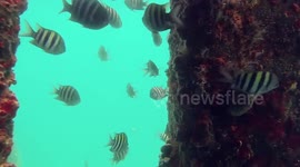 Scuba Diving in Vieques, Puerto Rico