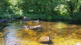 Wild Swimming in a Dartmoor river watching young trout and looking for freshwater oysters