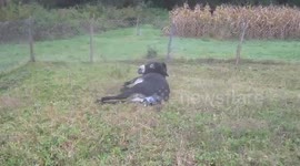 Donkey giving birth