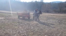 Donkey pulling a cart filled with fuel wood