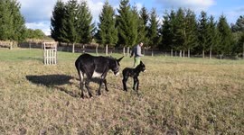 Donkey foal chasing me