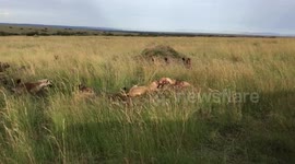 Lions protect kill from 24 hungry hyenas