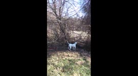 Lex the rescue dog Protecting the area....from garbage