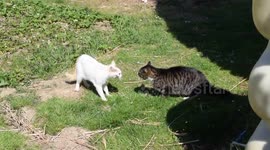 Cat fight / discussion