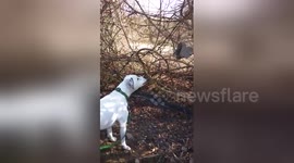 Confused dog barks at piece of rubbish