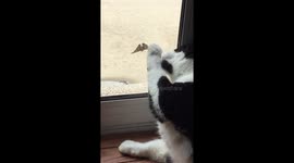 Cat and Butterfly