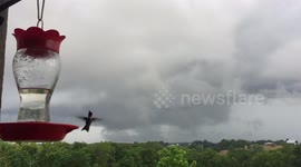 Thunderstorm and Hummingbird.