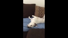 Lex the rescue dog startled and angry
