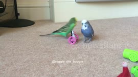 Reggie the budgie with girlfriend at his birthday party