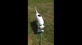 Lex the rescue dog steals, runs off with my mail.