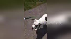 Dog and owner fight over mail