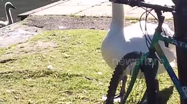 Swan Frank comes over and pecks bike