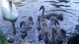 Funny Swan Cygnet Selfie on this Hot day July 2017