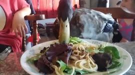 Nibbles the pet duck celebrates his 'hatchday'