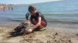 Nice weather for ducks - family takes their quacker to the beach