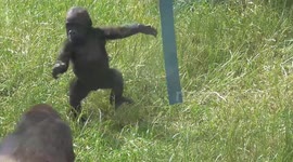 Baby gorilla is too cute