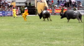 Buffalo Gores Owner At Fighting Festival In Vietnam