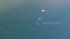 White-tailed eagles hunt and kill two ducks in Norwegian fjord