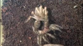 Mexican red knee Tarantula moulting