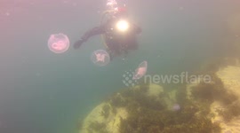 Moon jellyfish spotted in Cornwall