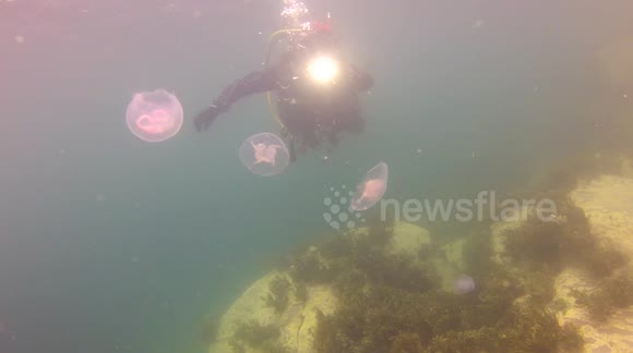 Moon jellyfish spotted in Cornwall